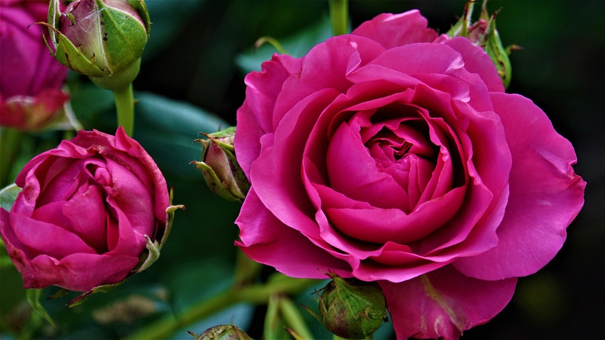 Responsive image
